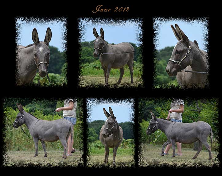 Critter Haven Farm Miniature Donkeys